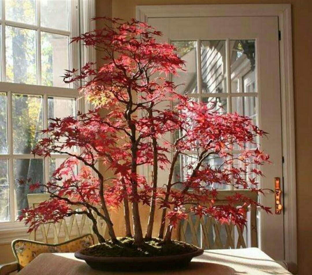 矮小红枫品种，独特魅力与种植指南