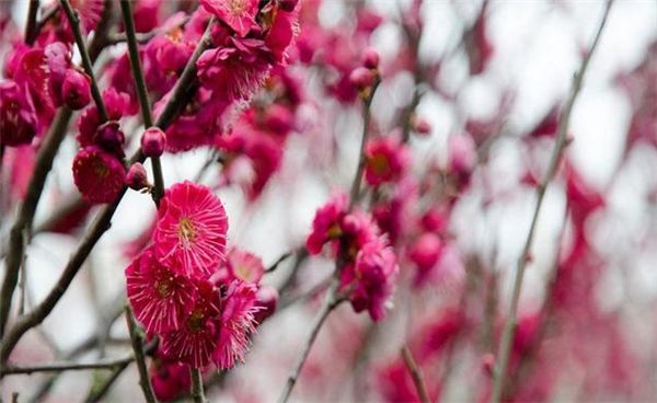 红色梅花品种解析，探寻红色梅花的品种之源