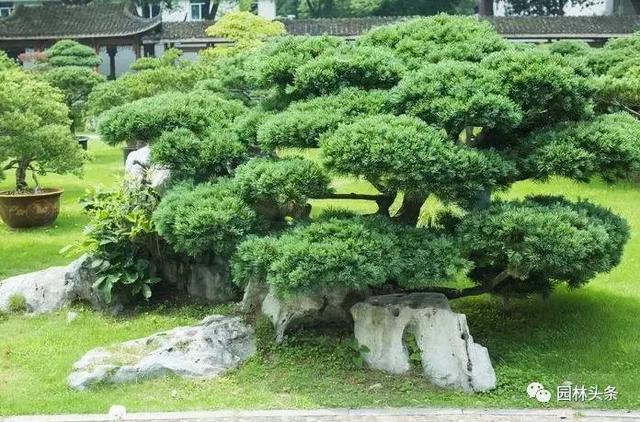 河北绿化苗木品种选择与种植研究