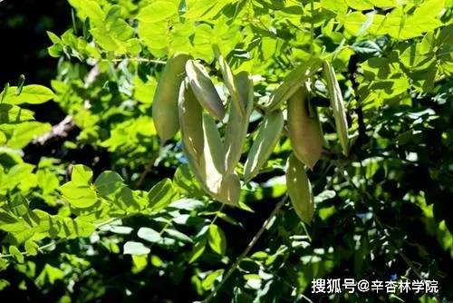 皂角品种视频，探寻多样的皂角世界