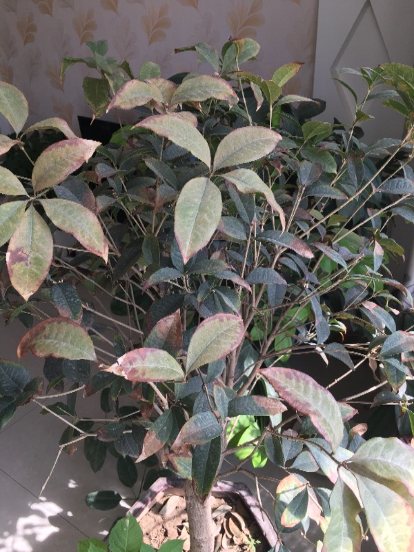 桂花品种繁多，如何通过叶子识别不同的桂花品种，是了解桂花的一个重要方面。本文将介绍如何通过观察桂花叶子来识别不同品种，以及桂花品种与叶子的关系。