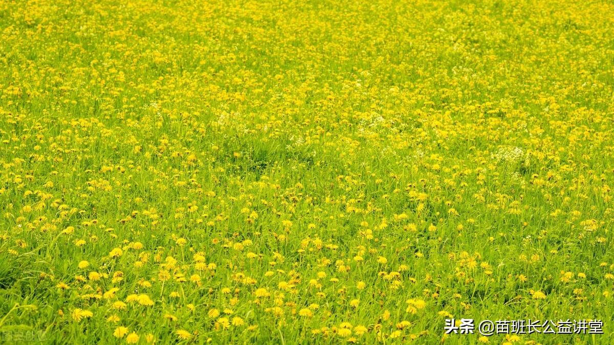 绿化草坪品种选择的重要性及其影响因素