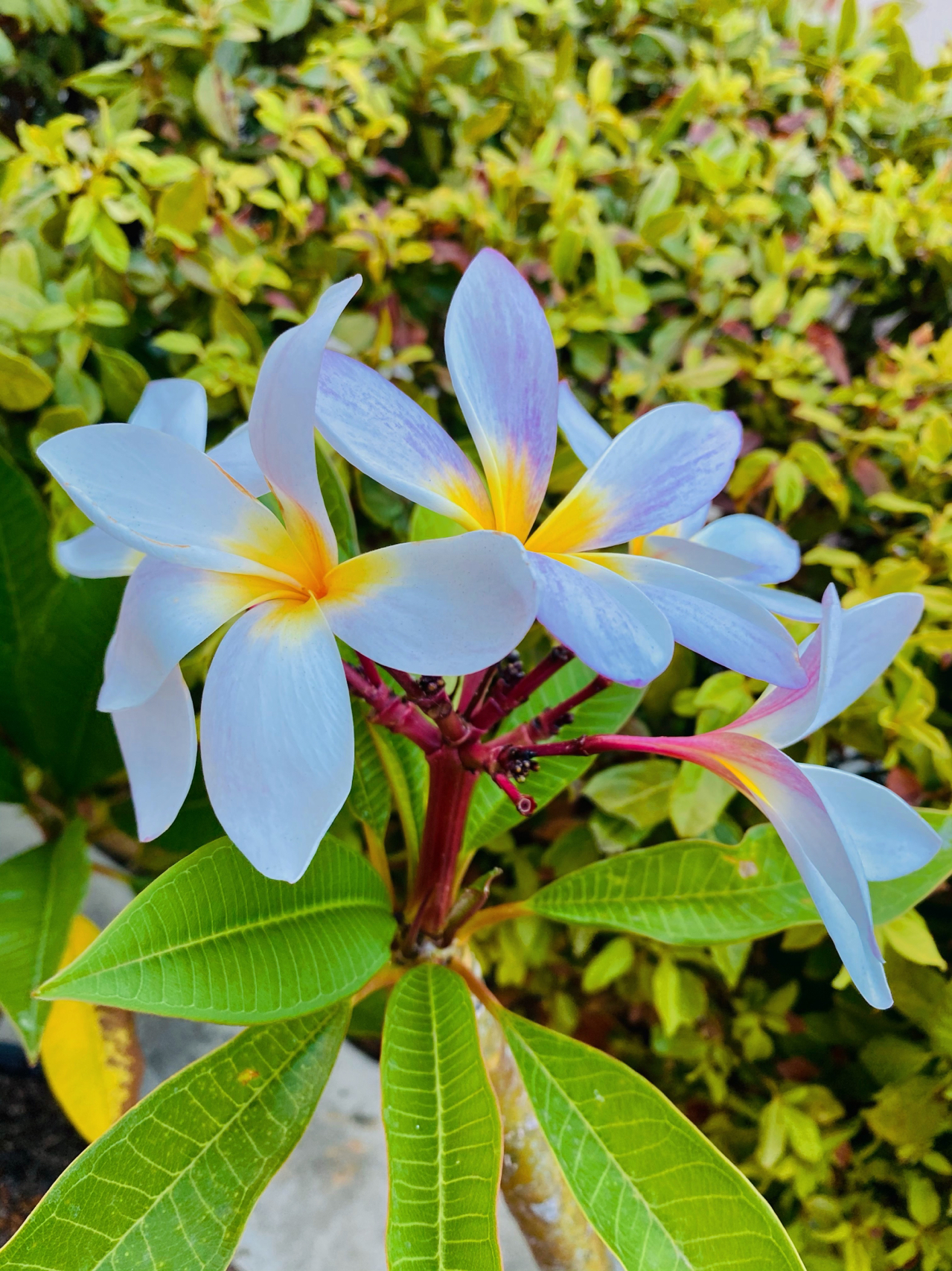 鸡蛋花开