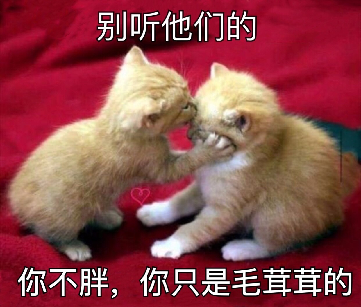 漫画猫咪表情包，网络时代的萌宠新宠